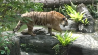 法國馬來虎亮相！台北動物園優雅見客