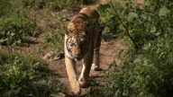 安徽一動物園20隻東北虎死亡 背後內情觸目驚心