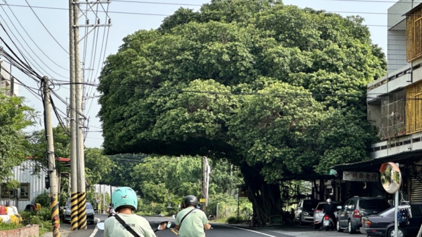 被剪成「花椰菜」 彰化老榕樹兩年又長成「安全帽」