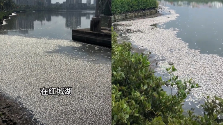 海口紅城湖現大量死魚 8噸魚屍塞滿河道