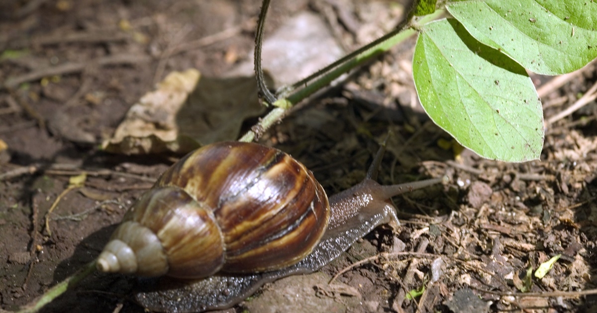 Experts warn that enormous snails are discovered in lots of locations in China: don’t contact them if they’re toxic | African large snails | Fujian | Guangdong