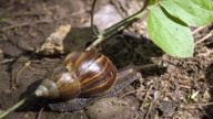 中国多地现巨型大蜗牛 专家警告：有毒别碰