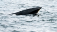 历经百年 塞鲸重回阿根廷沿海 带来希望