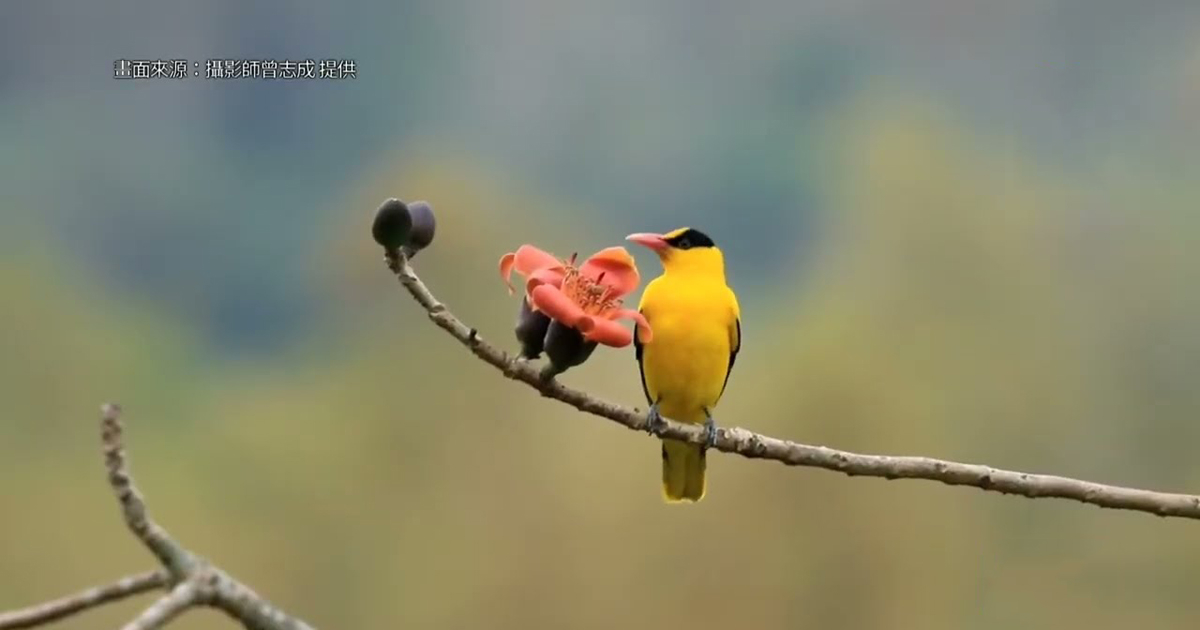 黃鸝現身林園11號公園 鳥友驚喜籲共同保育 | 黃鸝鳥 | 黃鶯 | 鳥類 | 新唐人电视台