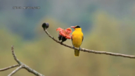 黃鸝現身林園11號公園 鳥友驚喜籲共同保育