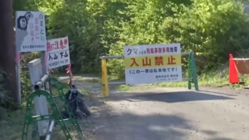 日本秋田縣山林發現男遺體 兩警處理遭熊襲重傷
