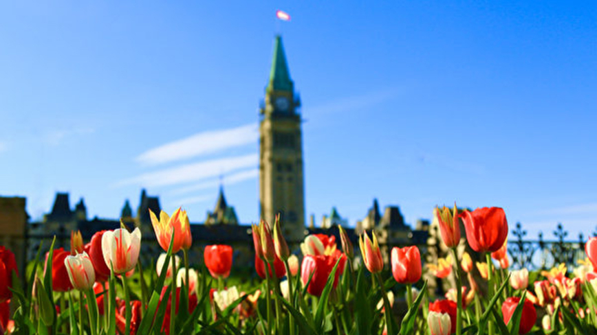 加拿大鬱金香節 花海如潮 50萬遊客到訪