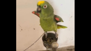 小鸚鵡高唱「我是一隻小小小鳥」視頻笑翻網友