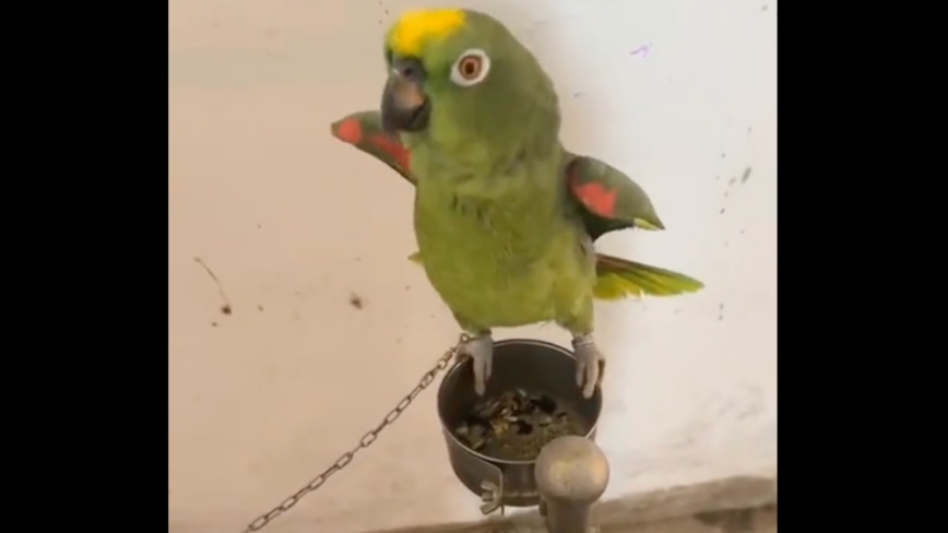 小鸚鵡高唱「我是一隻小小小鳥」視頻笑翻網友