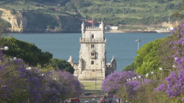 葡萄牙淡紫色童話 藍花楹開滿里斯本街頭