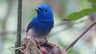 台灣原生種「藍色小精靈」 黑枕藍鶲育雛有成