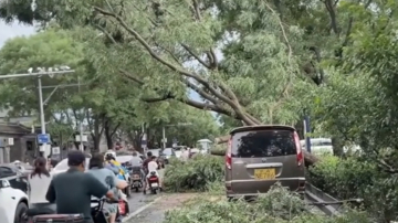 【短讯】北京突然天黑狂风暴雨 大树连根拔起