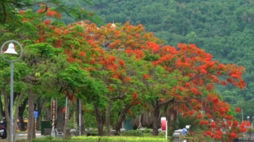 畢業季鳳凰花開 高屏賞花景點盛開中