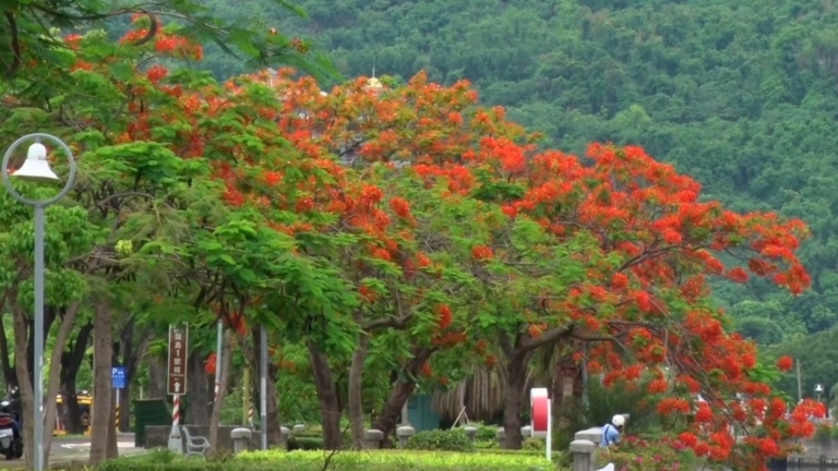 畢業季鳳凰花開 高屏賞花景點盛開中
