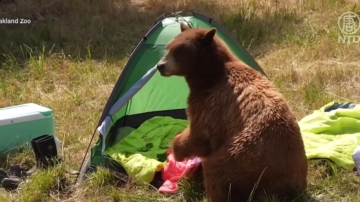 露營遭遇熊出沒 三兄弟戶外旅行意外尋寶