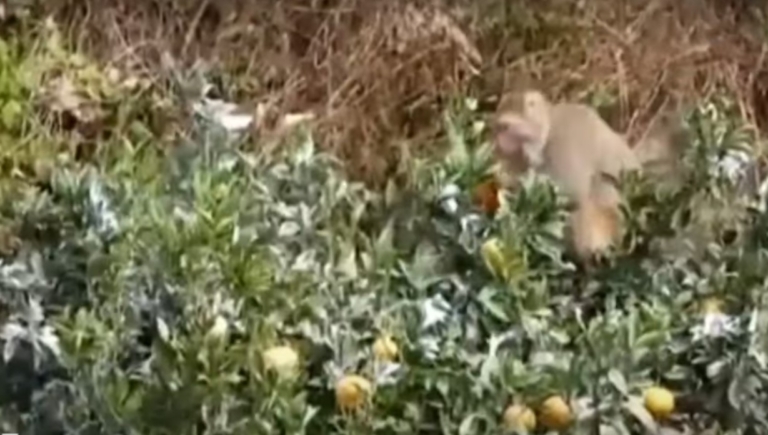 獼猴苗栗果園開吃 農民備瓦斯砲嚇阻無效