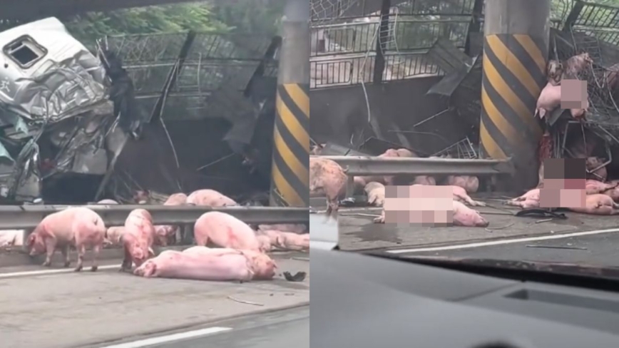 惨！京昆高速运猪车撞桥墩 遍地都是生猪尸体（视频）