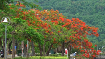 毕业季凤凰花开 高屏赏花景点盛开中