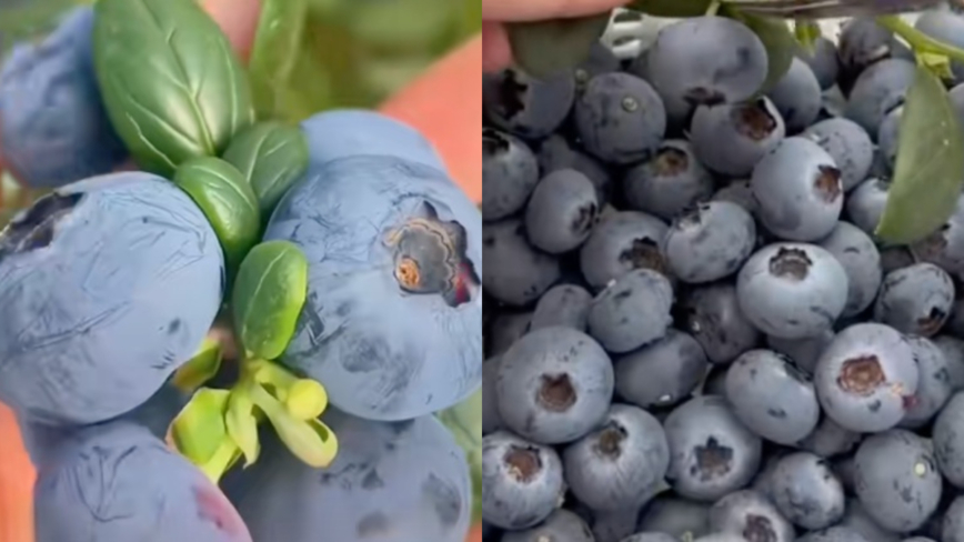 中国水果价格断崖式下跌 蓝莓从200一斤跌至8元