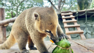 慶端午！壽山動物園動物們吃特製粽 反應不一