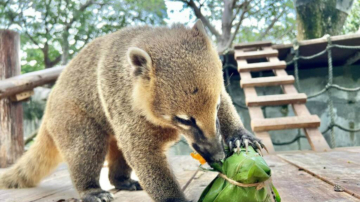 慶端午！壽山動物園動物們吃特製粽 反應不一