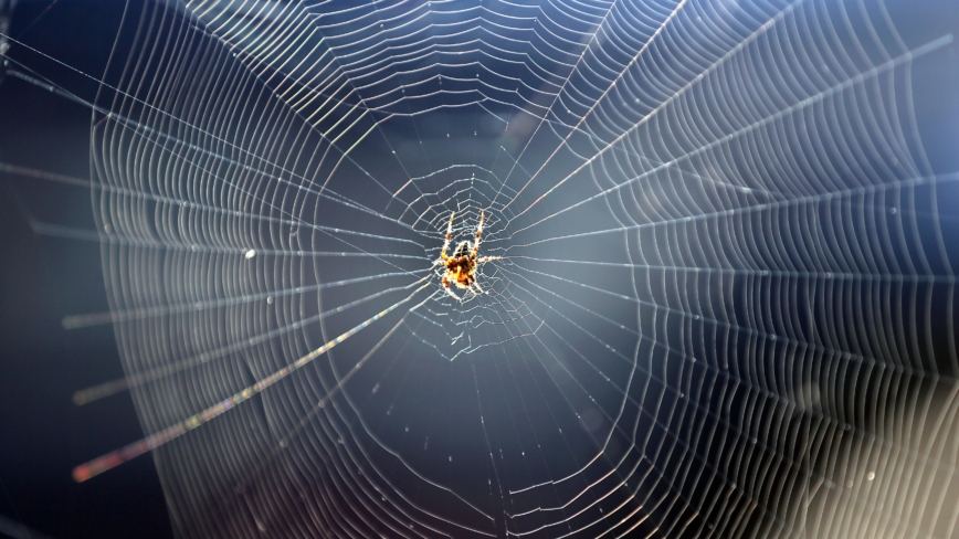 东亚大型蜘蛛入侵美国东海岸 引发担忧