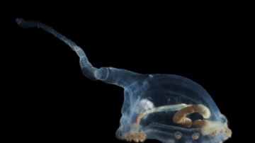 透明海參驚現太平洋深海 多種神祕生物被發現