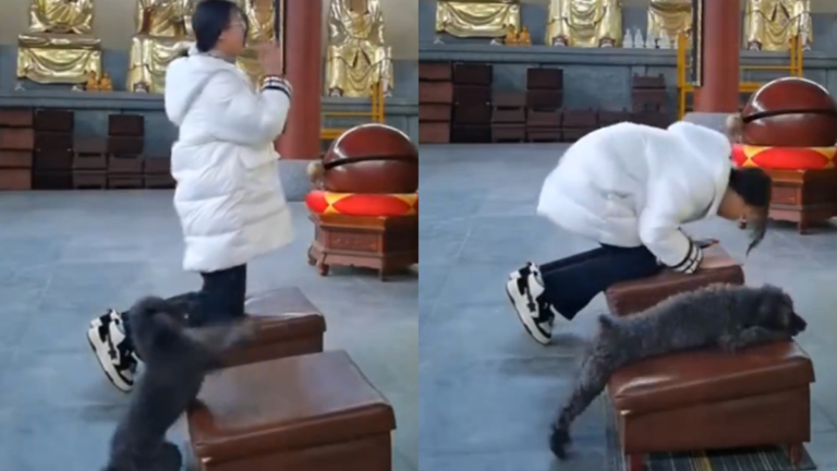 小狗在佛堂裡虔誠拜佛 視頻熱傳