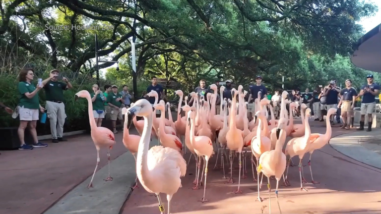 休斯頓動物園火烈鳥遷入新建的世界鳥類園區