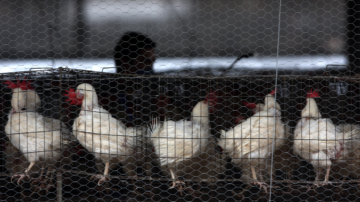 【寰宇掃描】全球禽流感病例激增 專家：或引爆下一場大流行