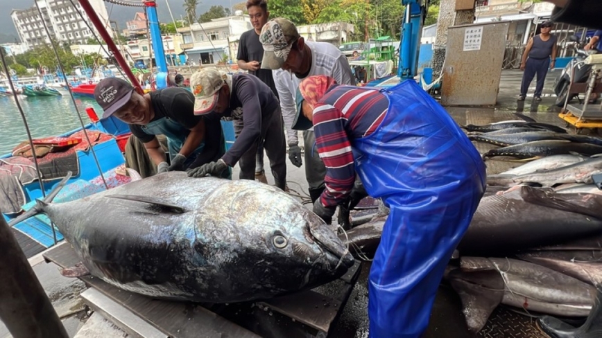 季節限定黑鮪魚 行家教做簡易料理讓美味上桌