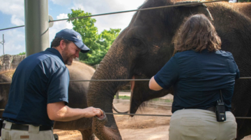 休斯頓動物園大象首次接種mRNA疫苗