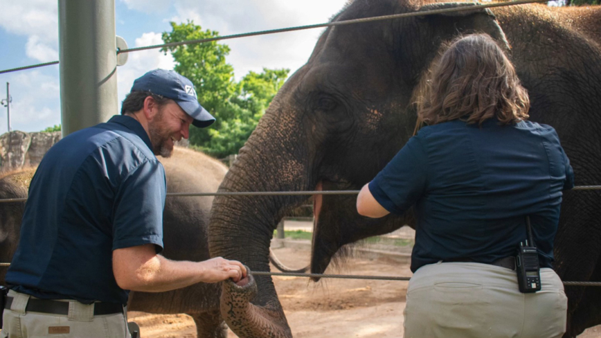 休斯顿动物园大象首次接种mRNA疫苗
