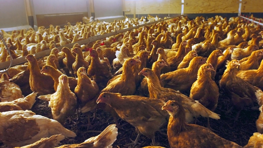 水库开闸泄洪 湖北养殖户2万只鸡被淹死（视频）
