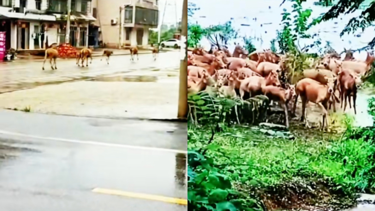 洞庭湖漲水 一群麋鹿游2公里 闖入市區狂奔 （視頻）