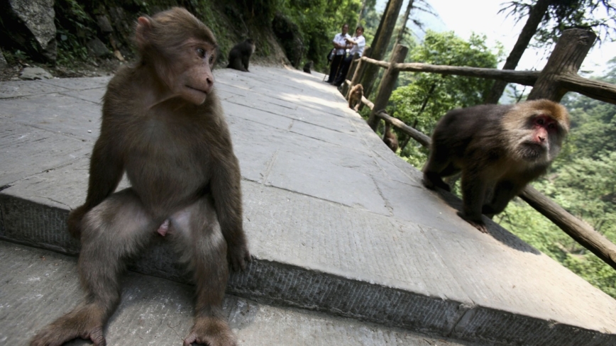 女子四川景區參加比賽 被十多隻猴子又抓又咬（視頻）