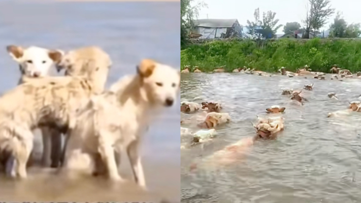 洞庭湖决堤后 动物求生视频曝光