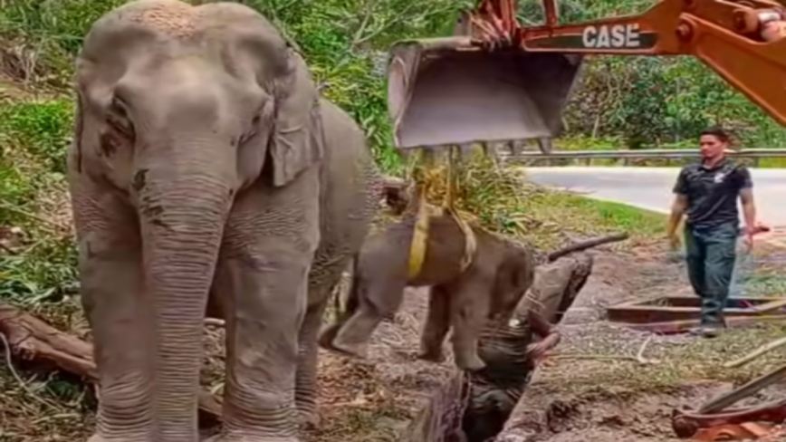 象宝宝失足掉入沟渠 动保人员急救援（视频）