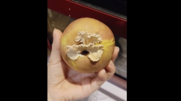 驚奇！浙江女孩家中蘋果長出大蘑菇（視頻）