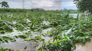 水库持续泄洪 陕西河南等地大面积洪灾