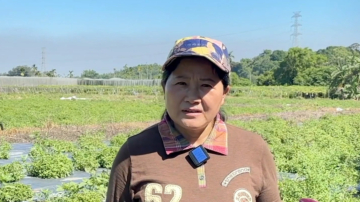 阿里山下的仙草园 新住民友善种植红骨仙草