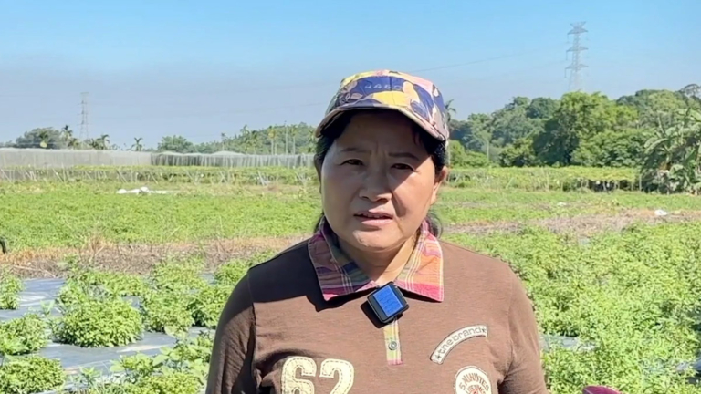 阿里山下的仙草園 新住民友善種植紅骨仙草