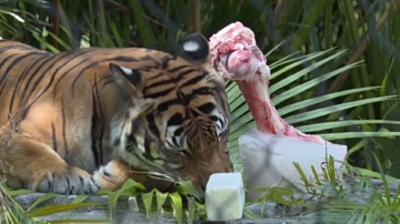 凍牛骨搭配凍羊奶 美佛州動物園花樣消暑