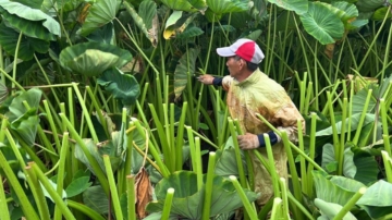 強颱格美來襲 紅棗農雇工搶收 砍芋頭葉防連根拔起