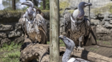 历史新纪录 洛杉矶动物园迎来17只秃鹰宝宝