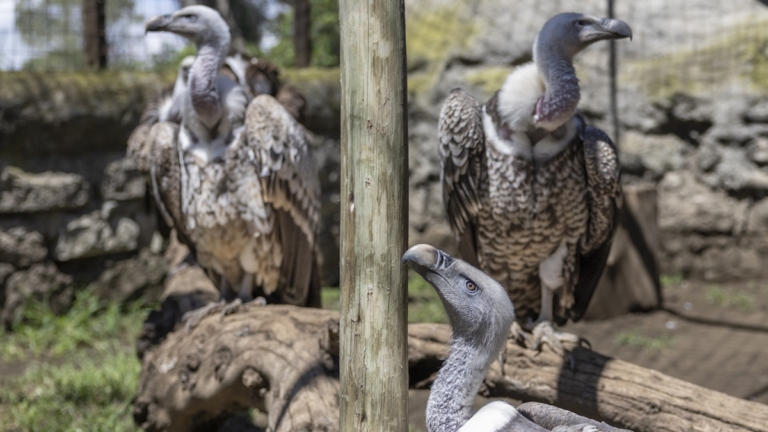 歷史新紀錄 洛杉磯動物園迎來17隻禿鷹寶寶