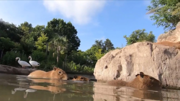 炎炎夏季 休斯頓動物園動物戲水消暑