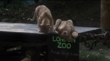 動物總動員 英國倫敦動物園歡迎年度量體重日