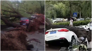 北京暴雨颳「妖風」 大樹成排倒地砸車（視頻）