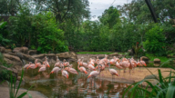 休斯頓動物園世界鳥類展區落成開放